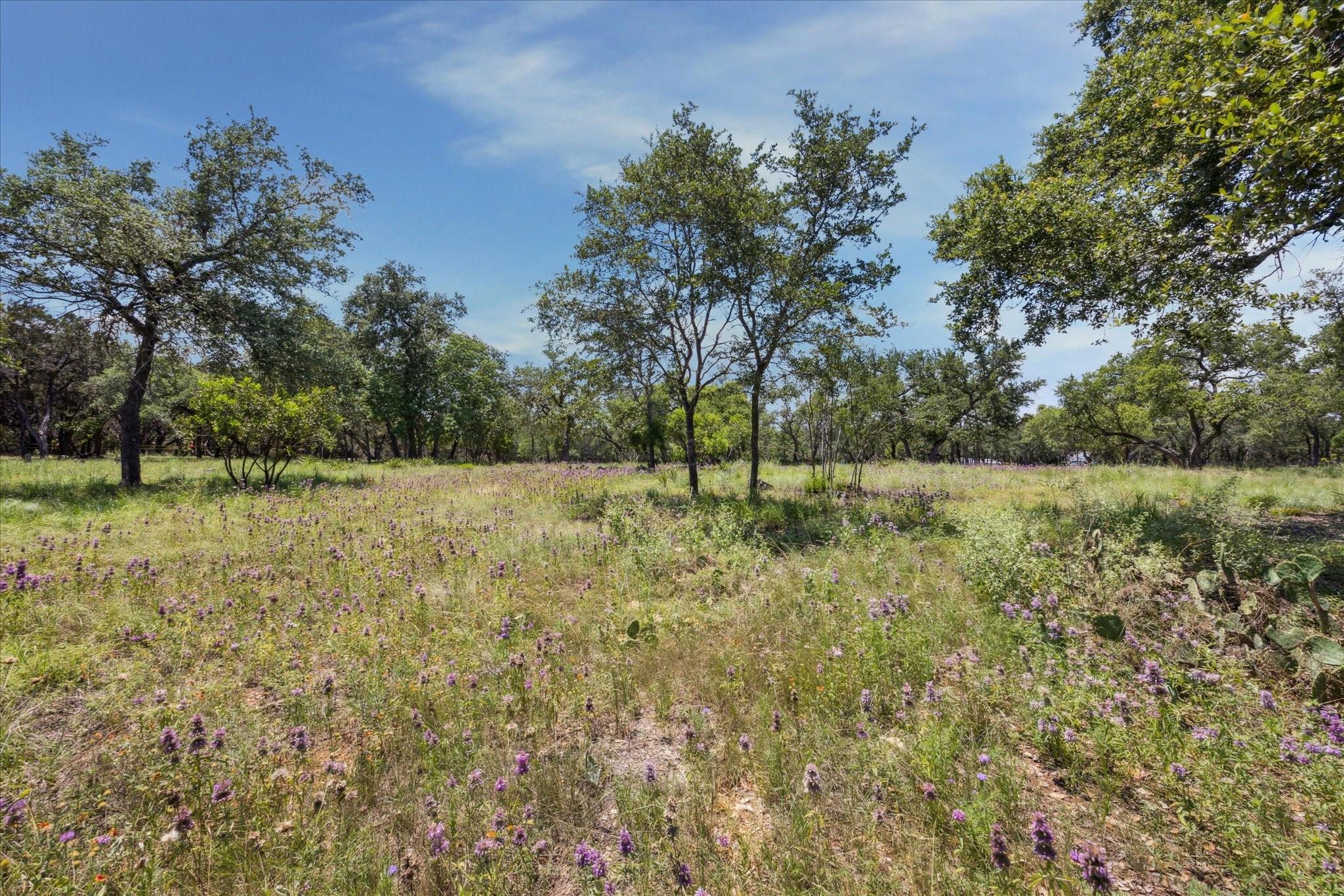 MLS #8689824 image #5