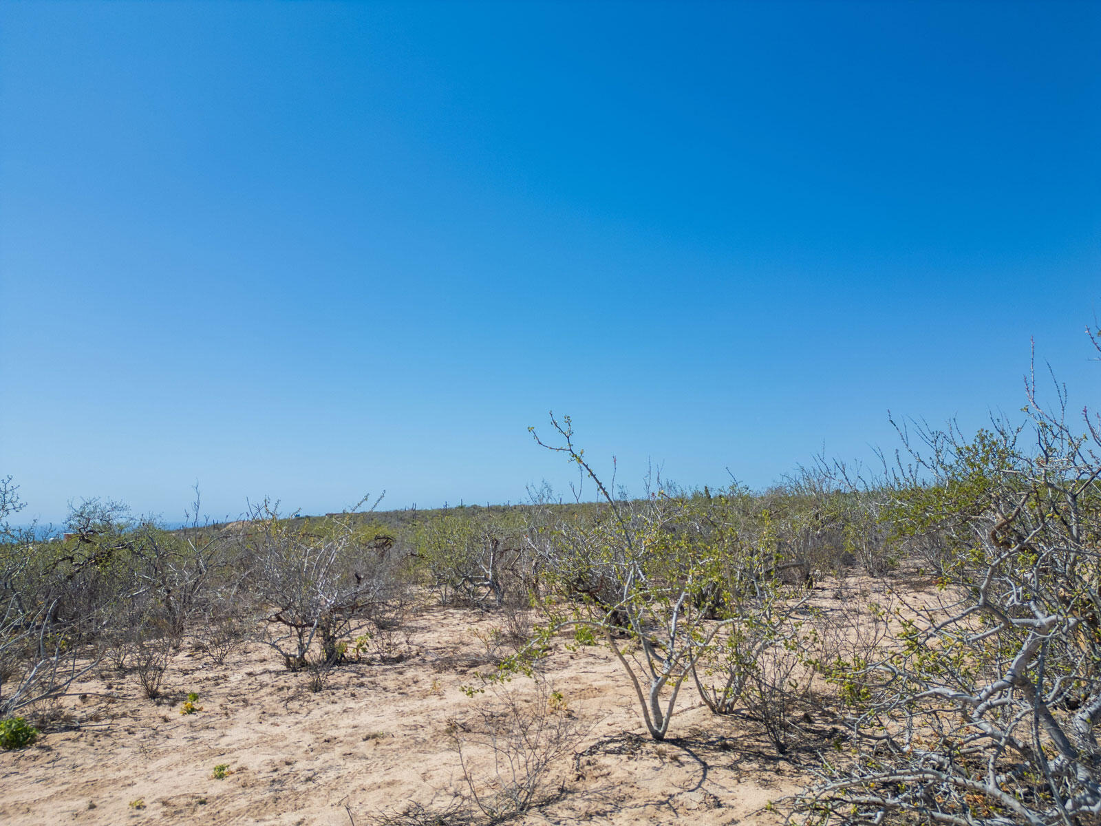 MLS #24-4693 image #13