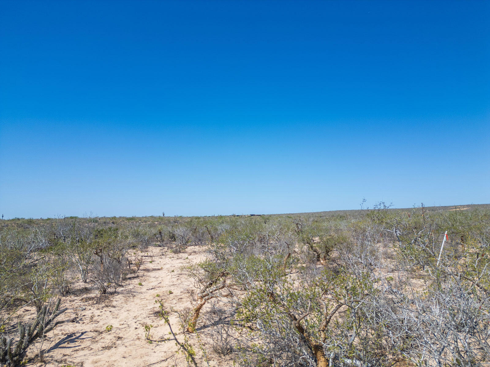 MLS #24-4693 image #14