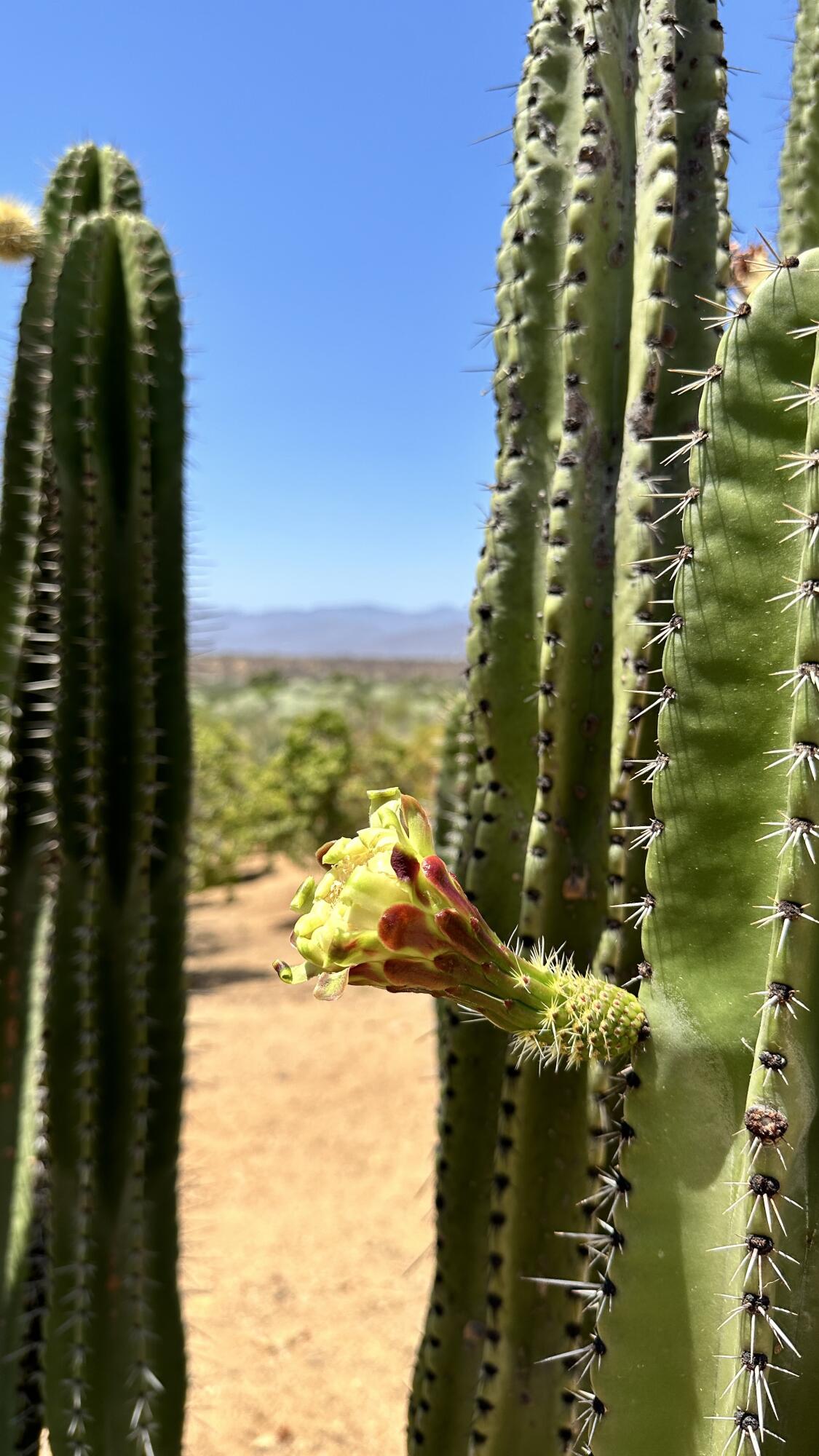 MLS #24-4832 image #12