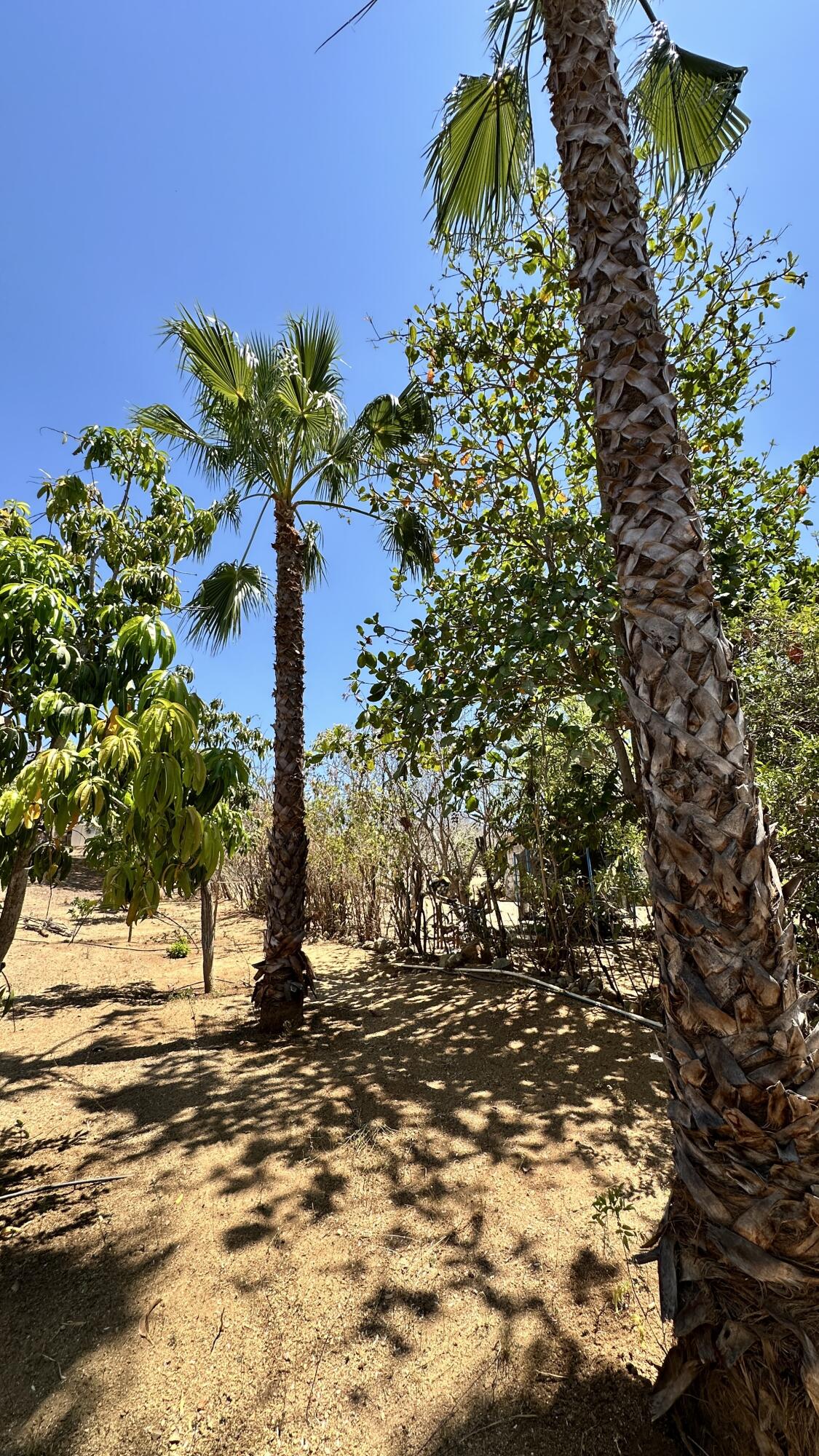 MLS #24-4832 image #14