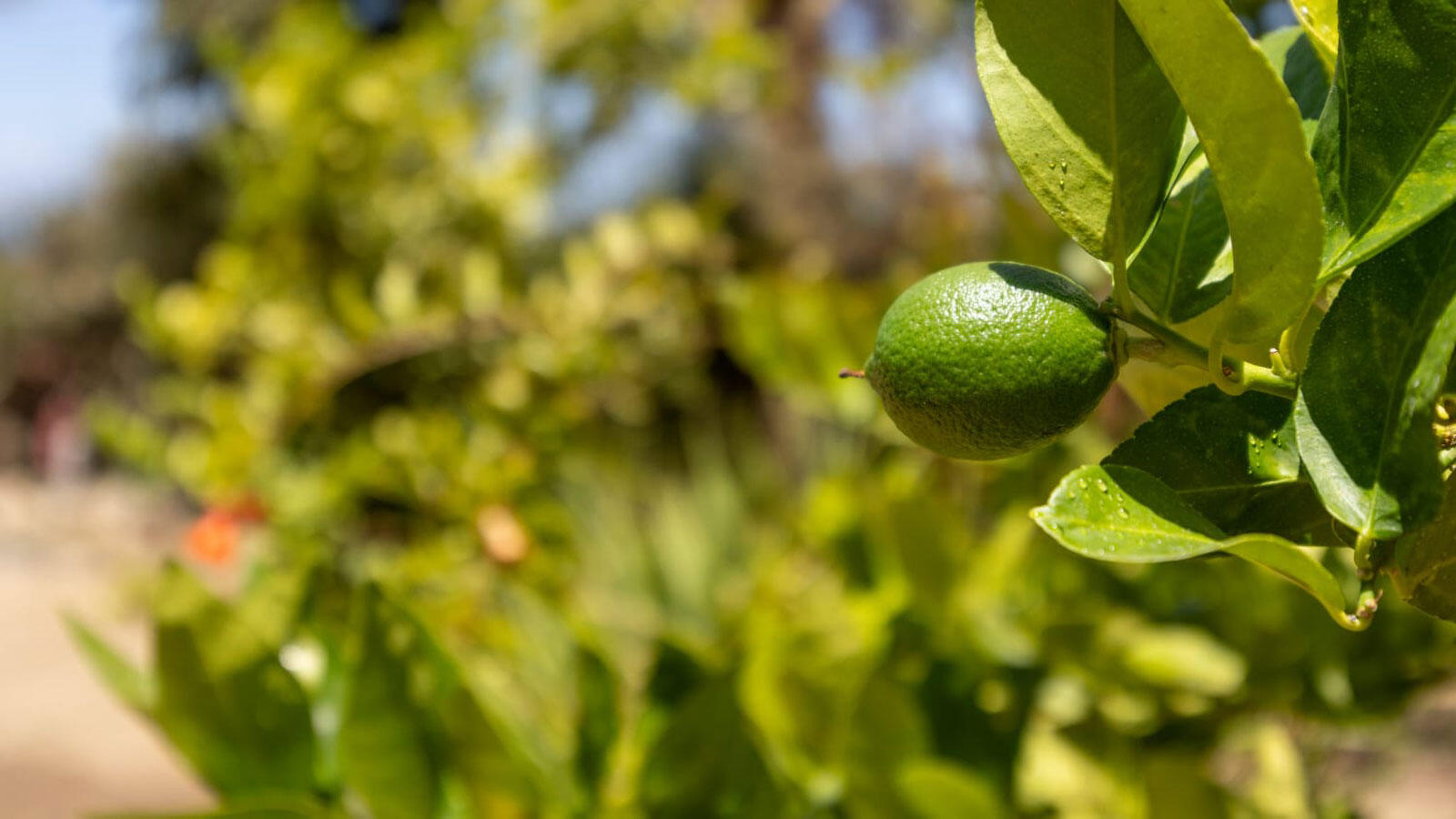 MLS #24-5007 image #33