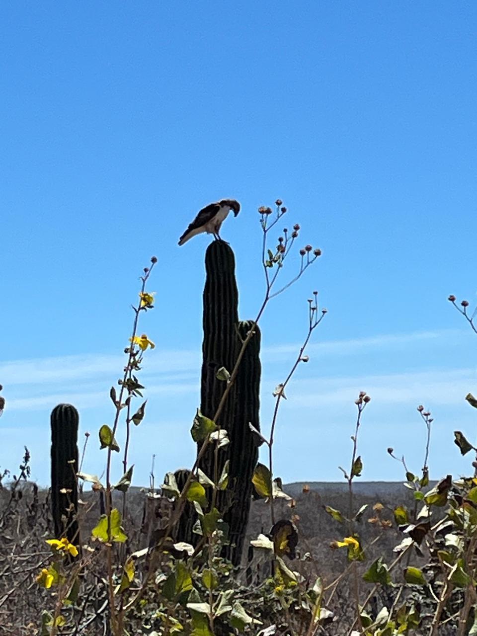 BLVD. Cabo Hills Lot 7 BLK 8 Pacific BCS MLS #24-5563 42 MLS #24-5563 image #1