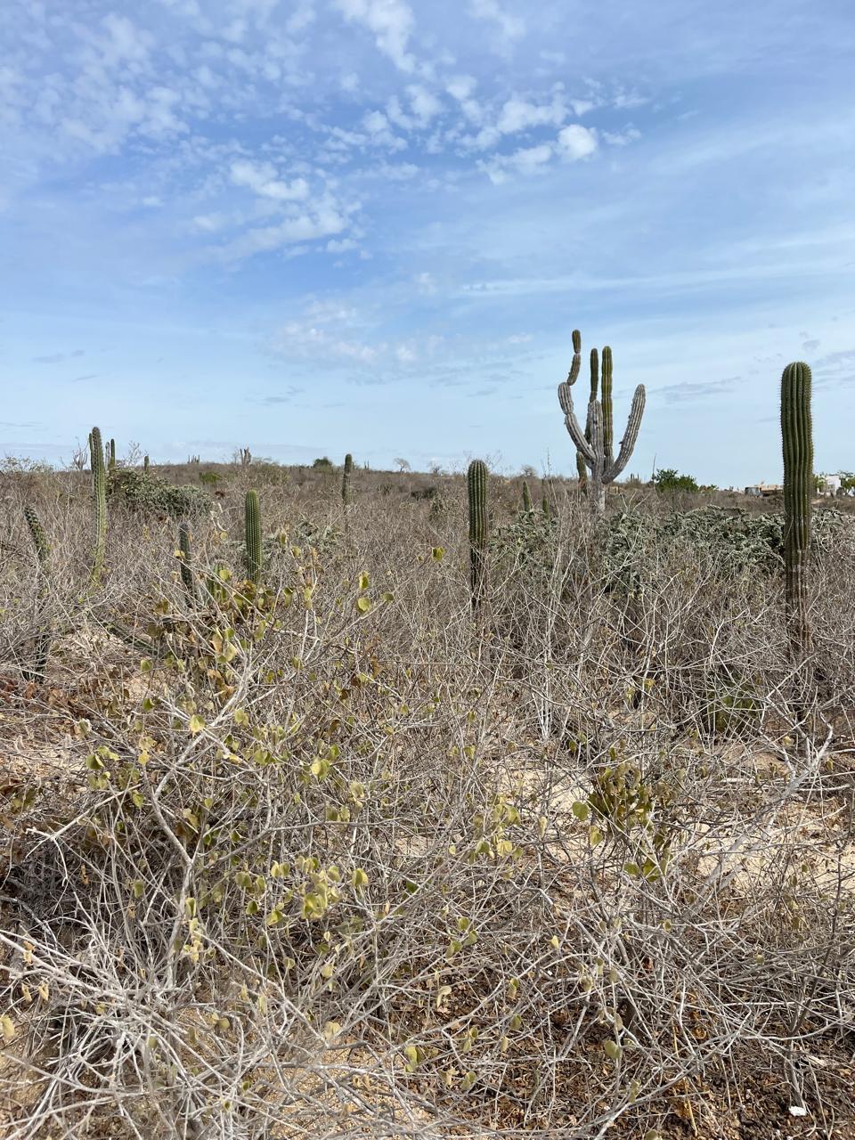 BLVD. Cabo Hills Lot 7 BLK 8 Pacific BCS MLS #24-5563 47 MLS #24-5563 image #6