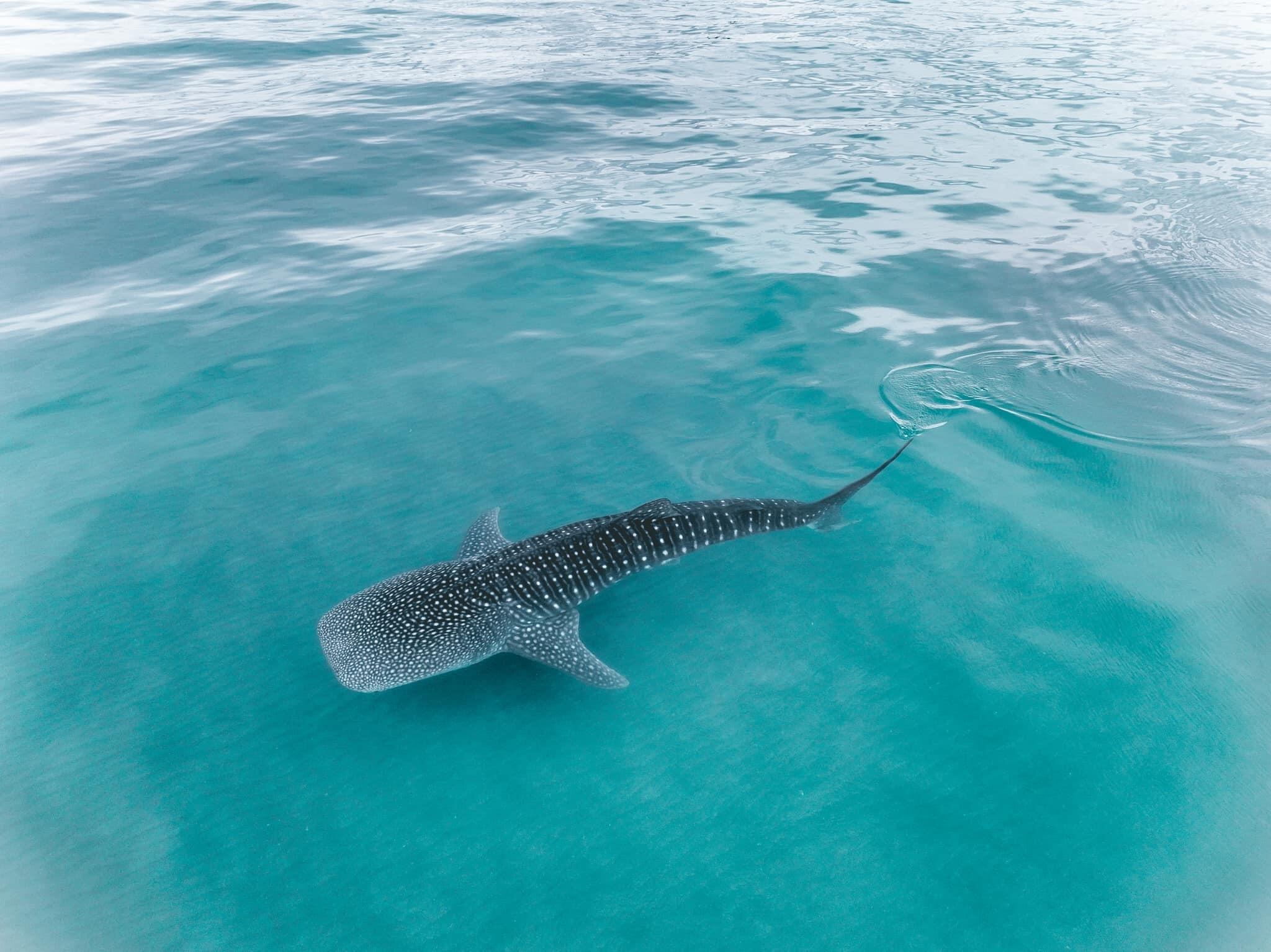 MLS #24-5927 image #75