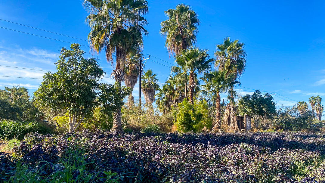 MLS #24-912 image #20