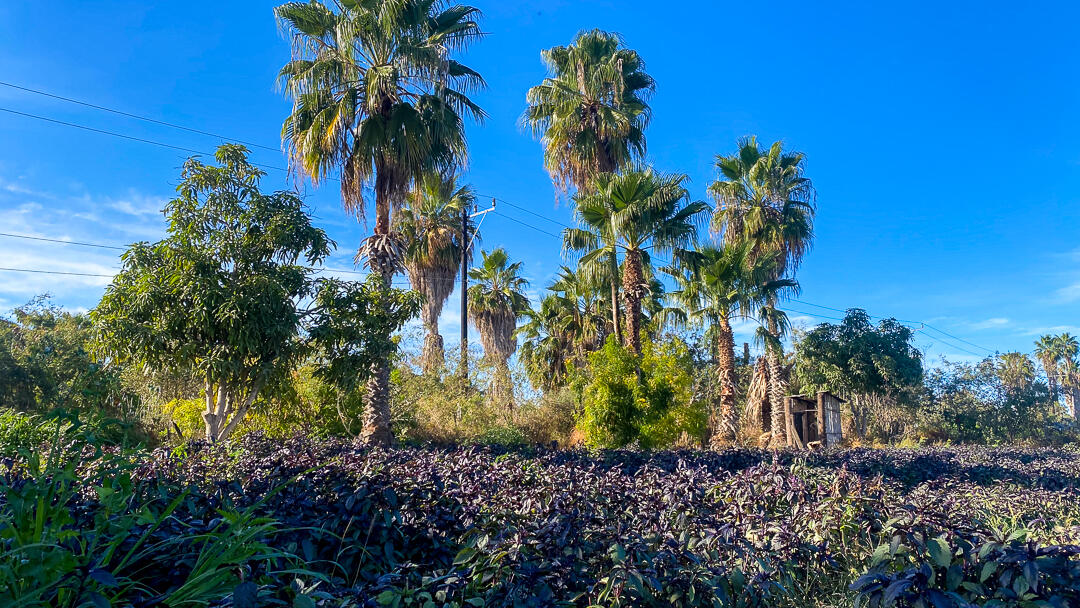 MLS #24-912 image #21