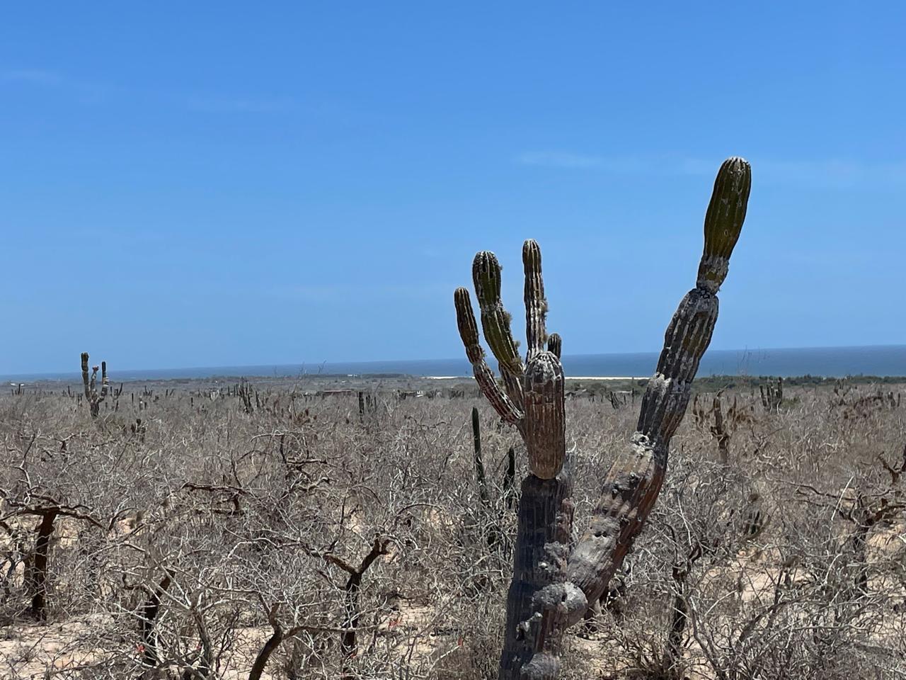 LAND LAS PLAYITAS Pacific BCS MLS #25-2831 40 MLS #25-2831 image #1