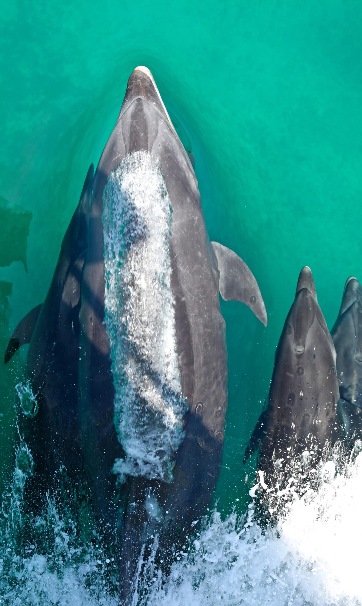 MLS #25-3210 image #60