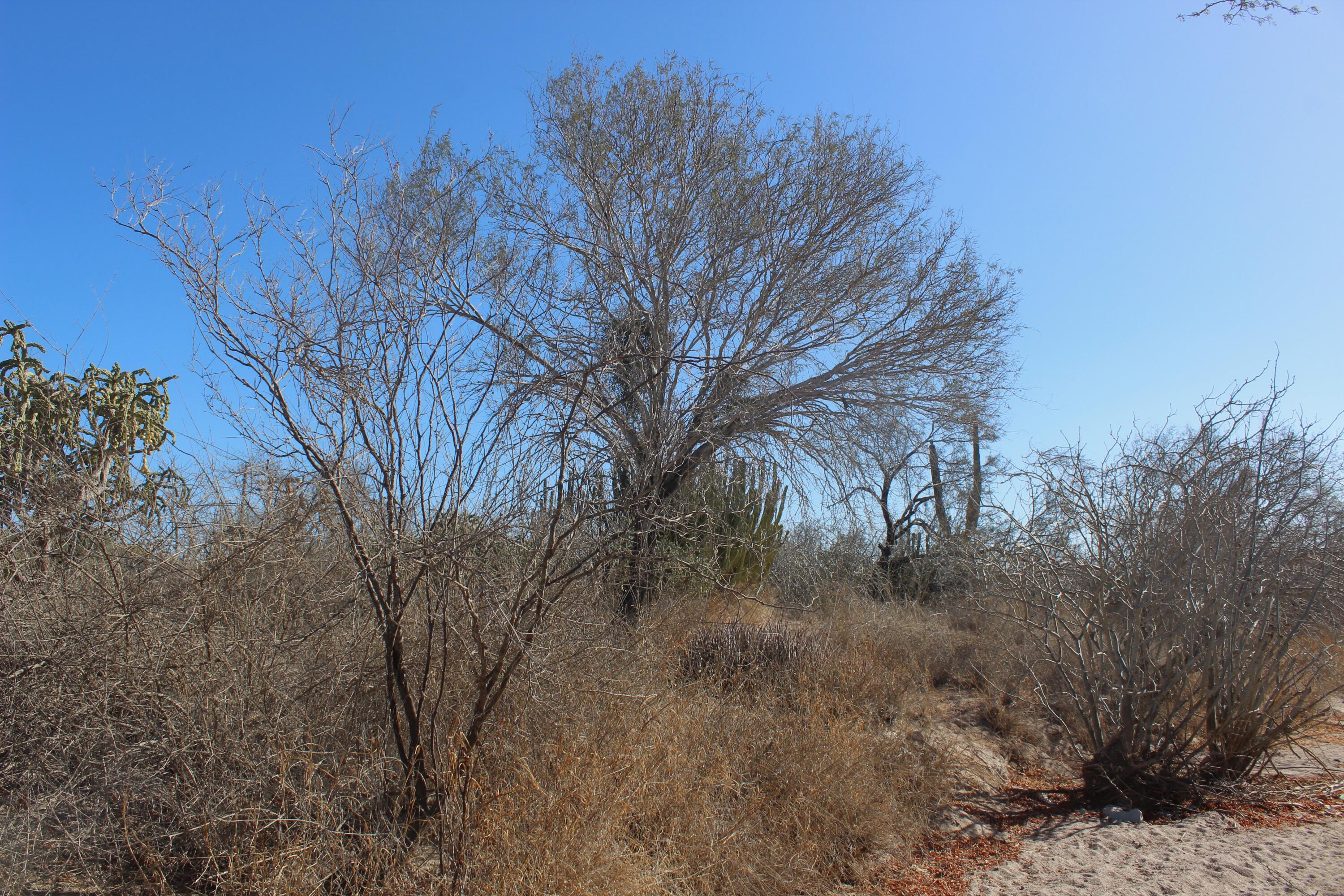 MLS #25-324 image #5