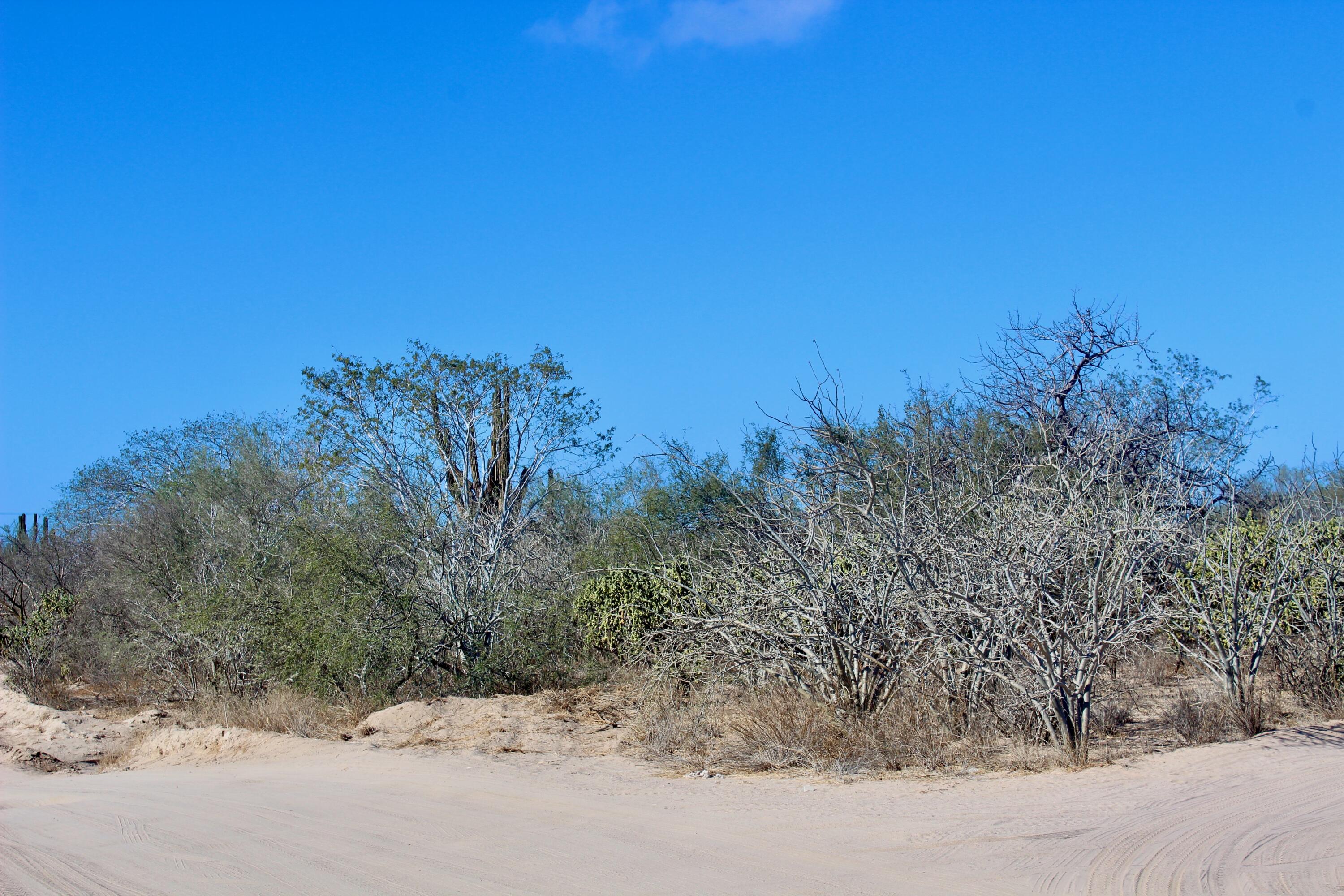 Calle 5 El Comitan L10-M11 La Paz BCS MLS #25-403 42 MLS #25-403 image #1