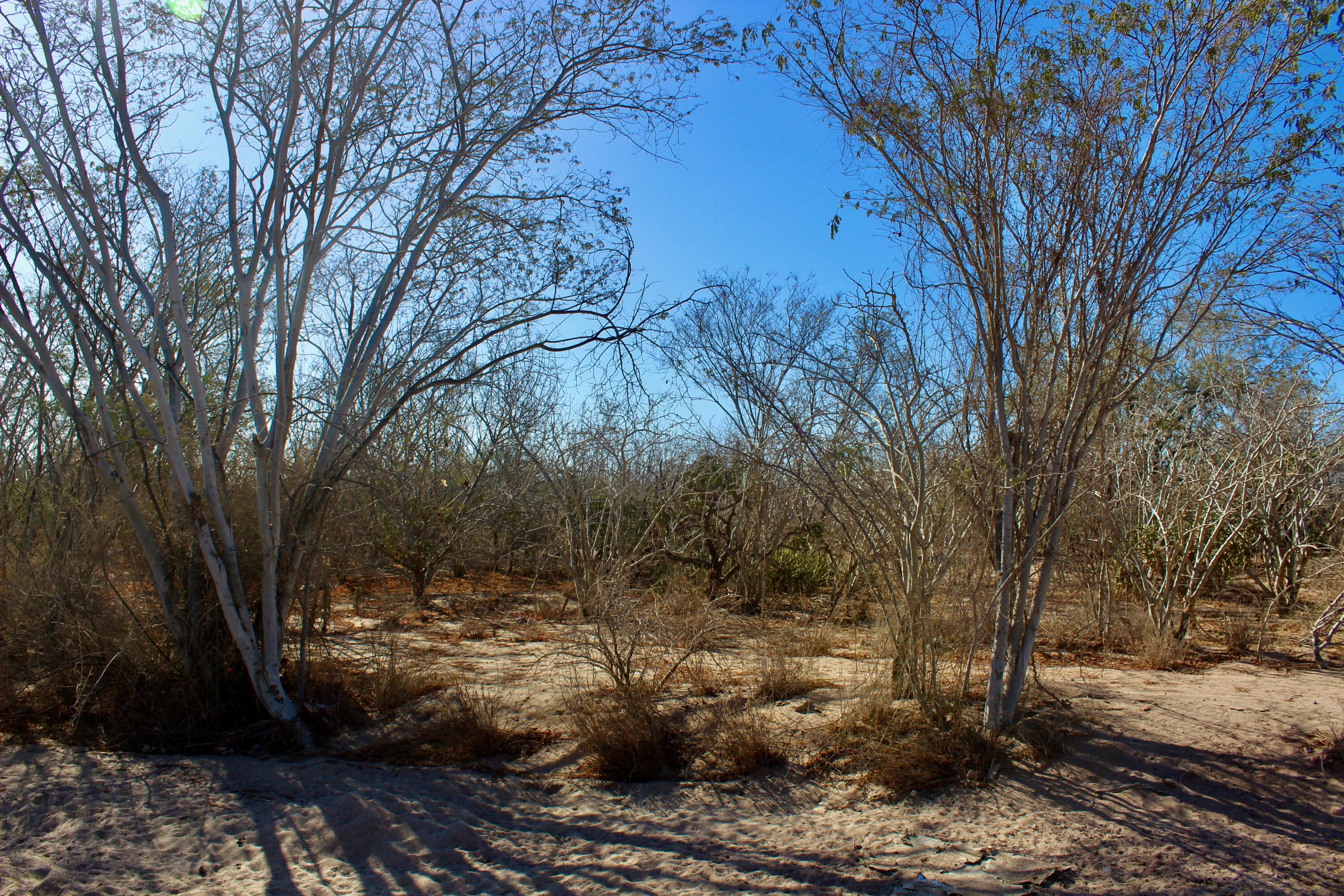 Calle 5 El Comitan L10-M11 La Paz BCS MLS #25-403 44 MLS #25-403 image #3