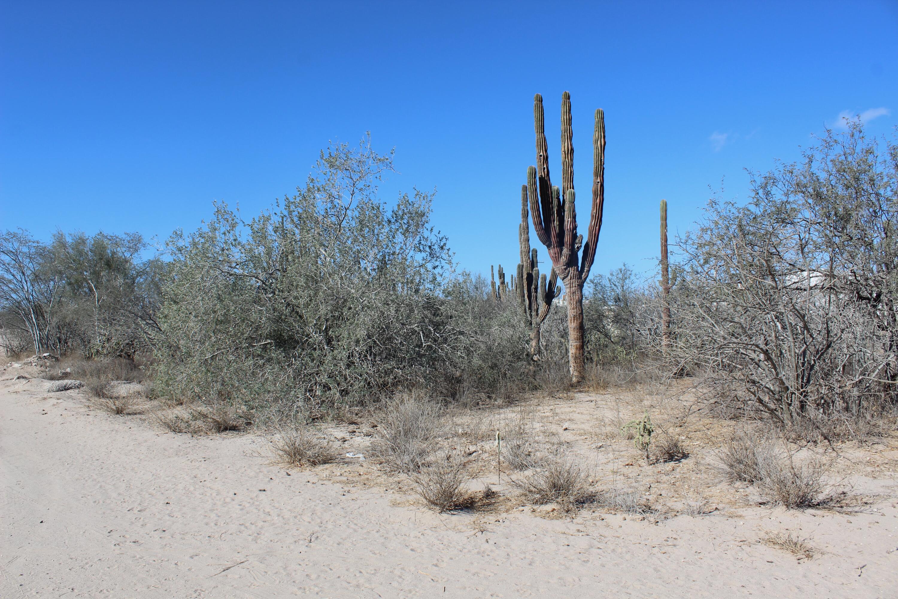 Calle 5 El Comitan L10-M11 La Paz BCS MLS #25-403 45 MLS #25-403 image #4