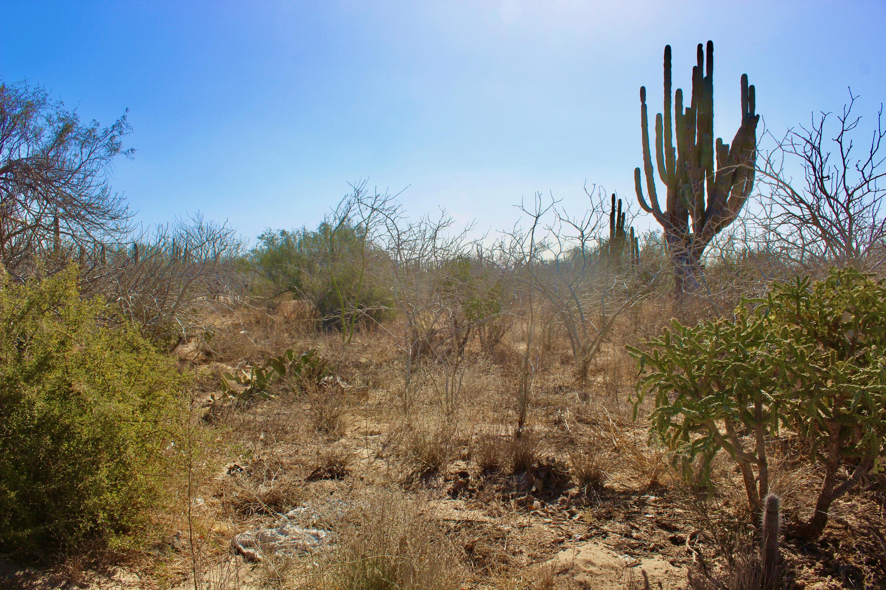 Calle 5 El Comitan L10-M11 La Paz BCS MLS #25-403 46 MLS #25-403 image #5