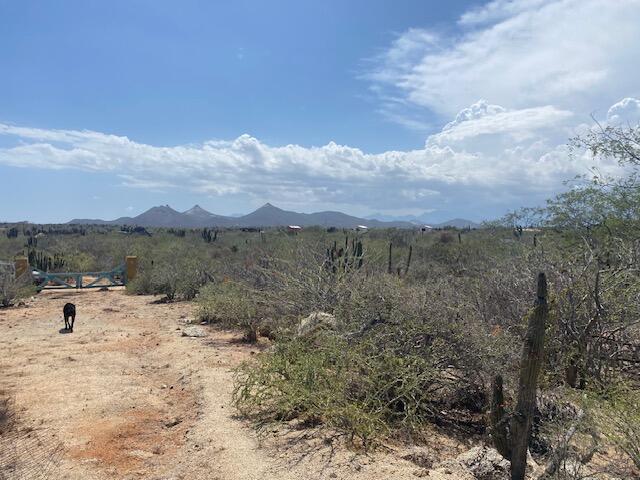 MLS #25-4152 image #6