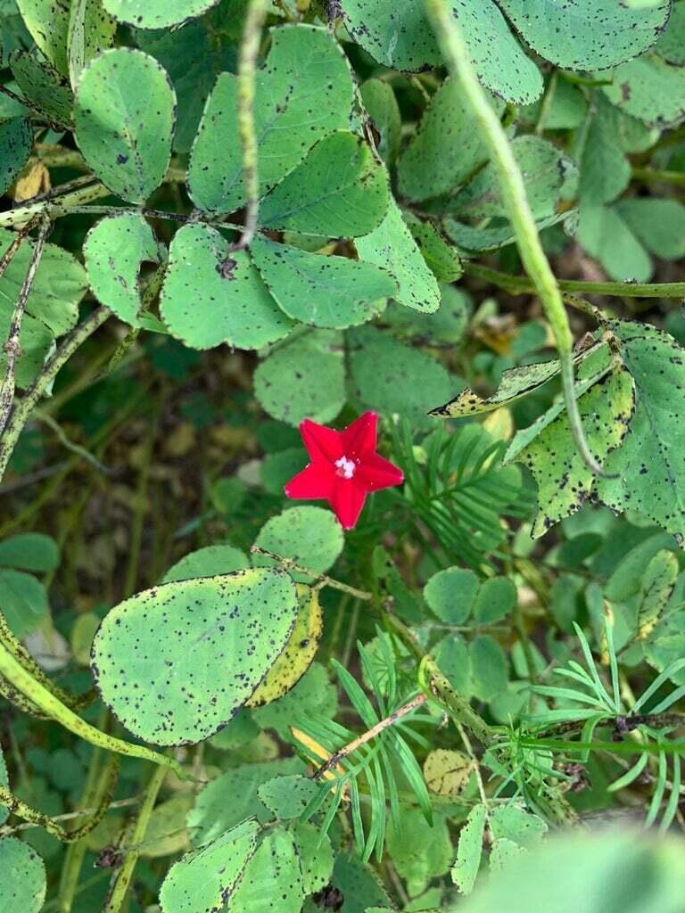 MLS #25-4231 image #14