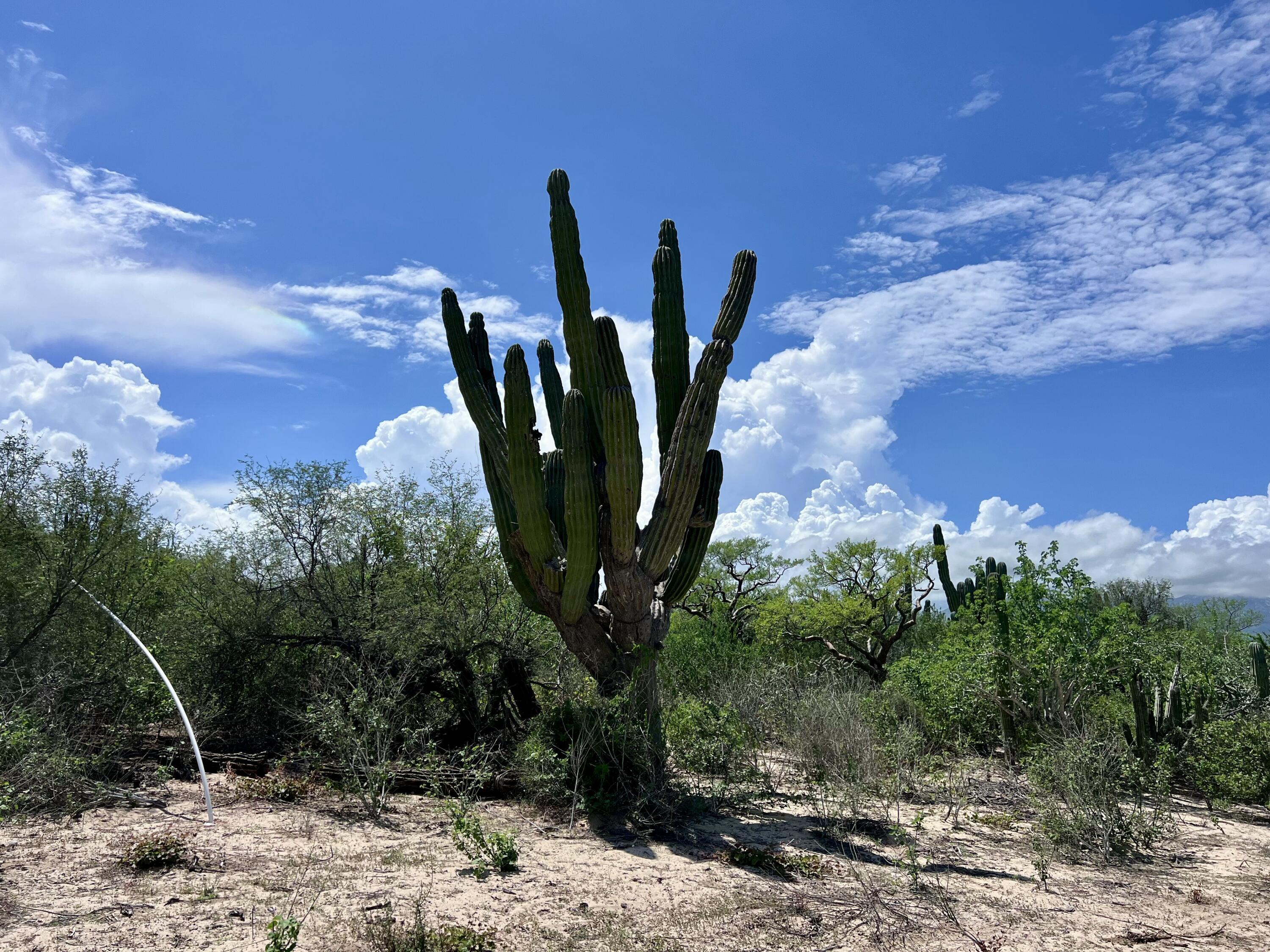 MLS #25-4818 image #4