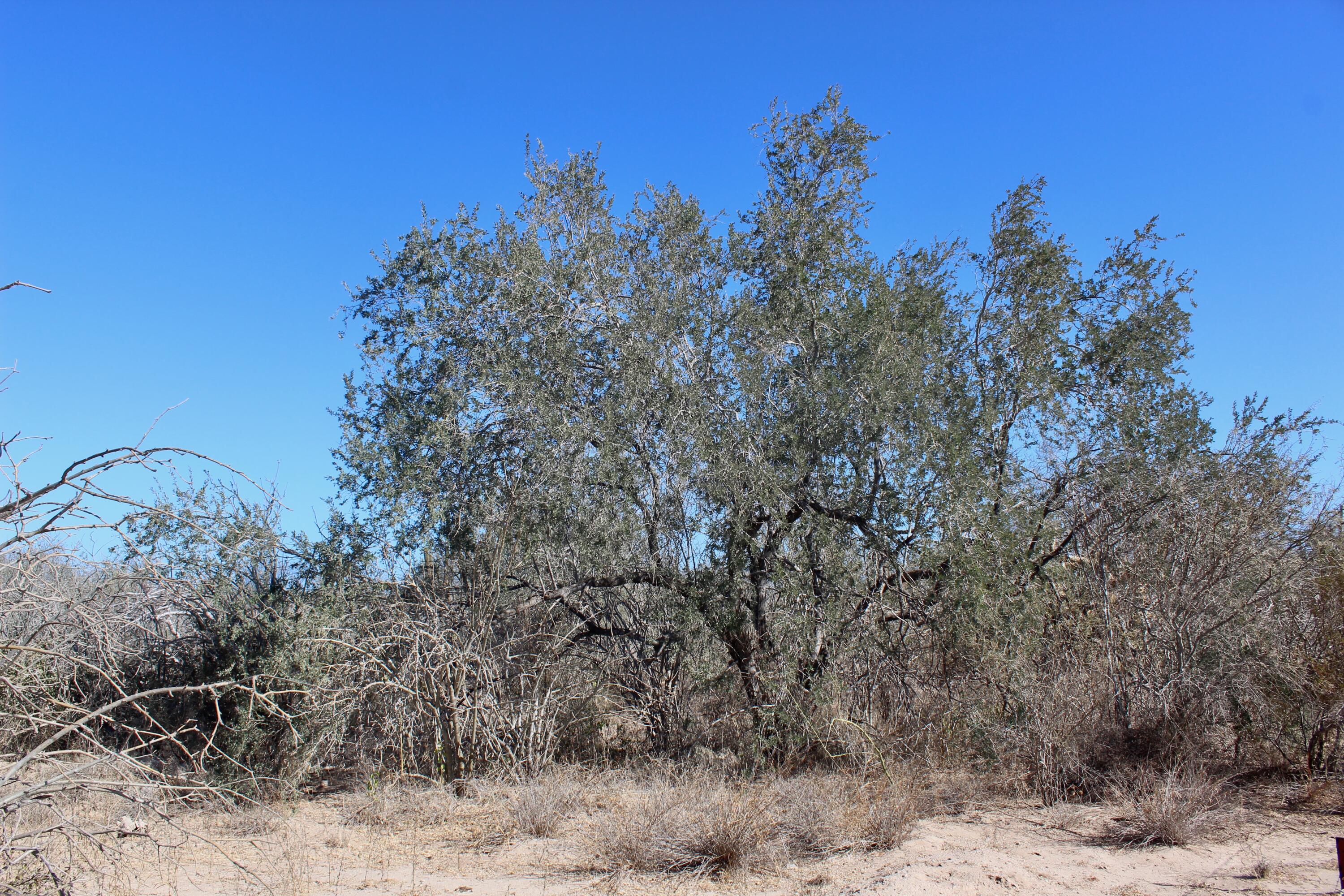 MLS #25-547 img 3