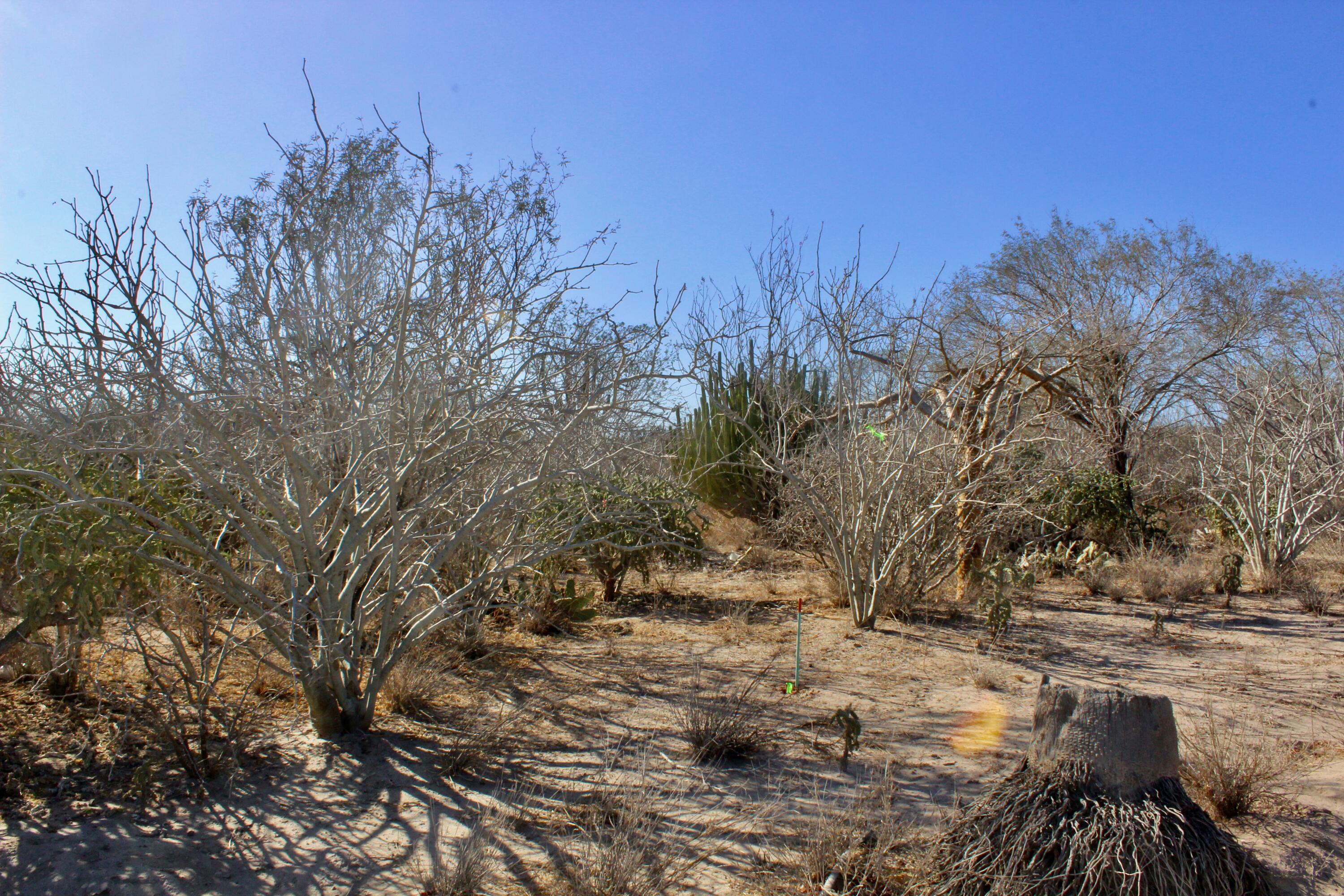 MLS #25-580 img 5