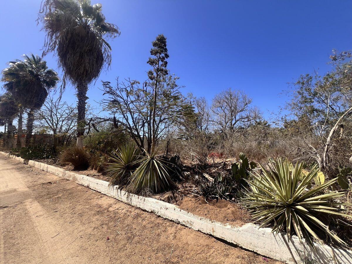Paseo de Las Flores Terreno Flores Todos Santos La Paz BCS MLS #25-810 42 MLS #25-810 image #1