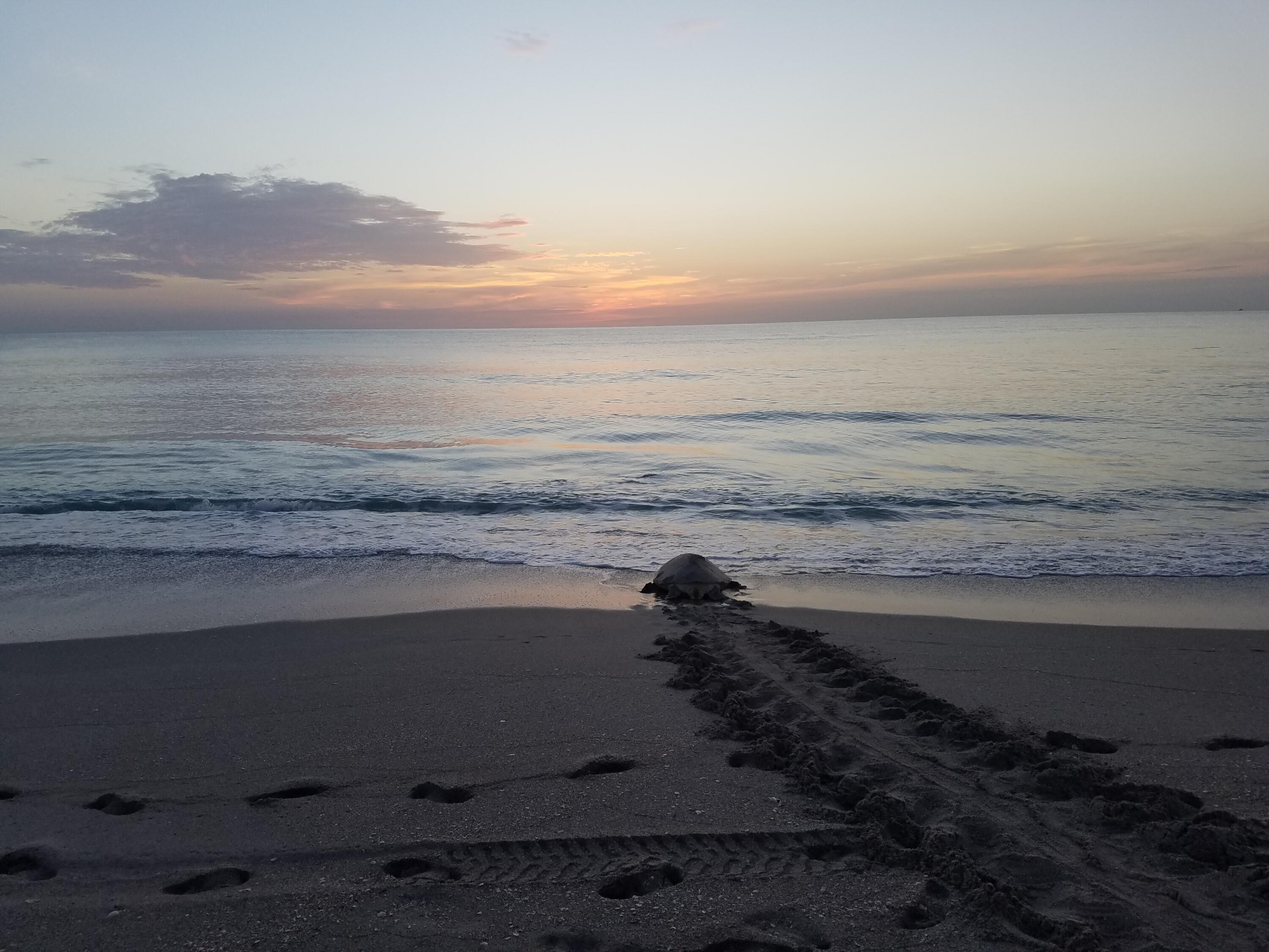 MLS #R11150055 image #79