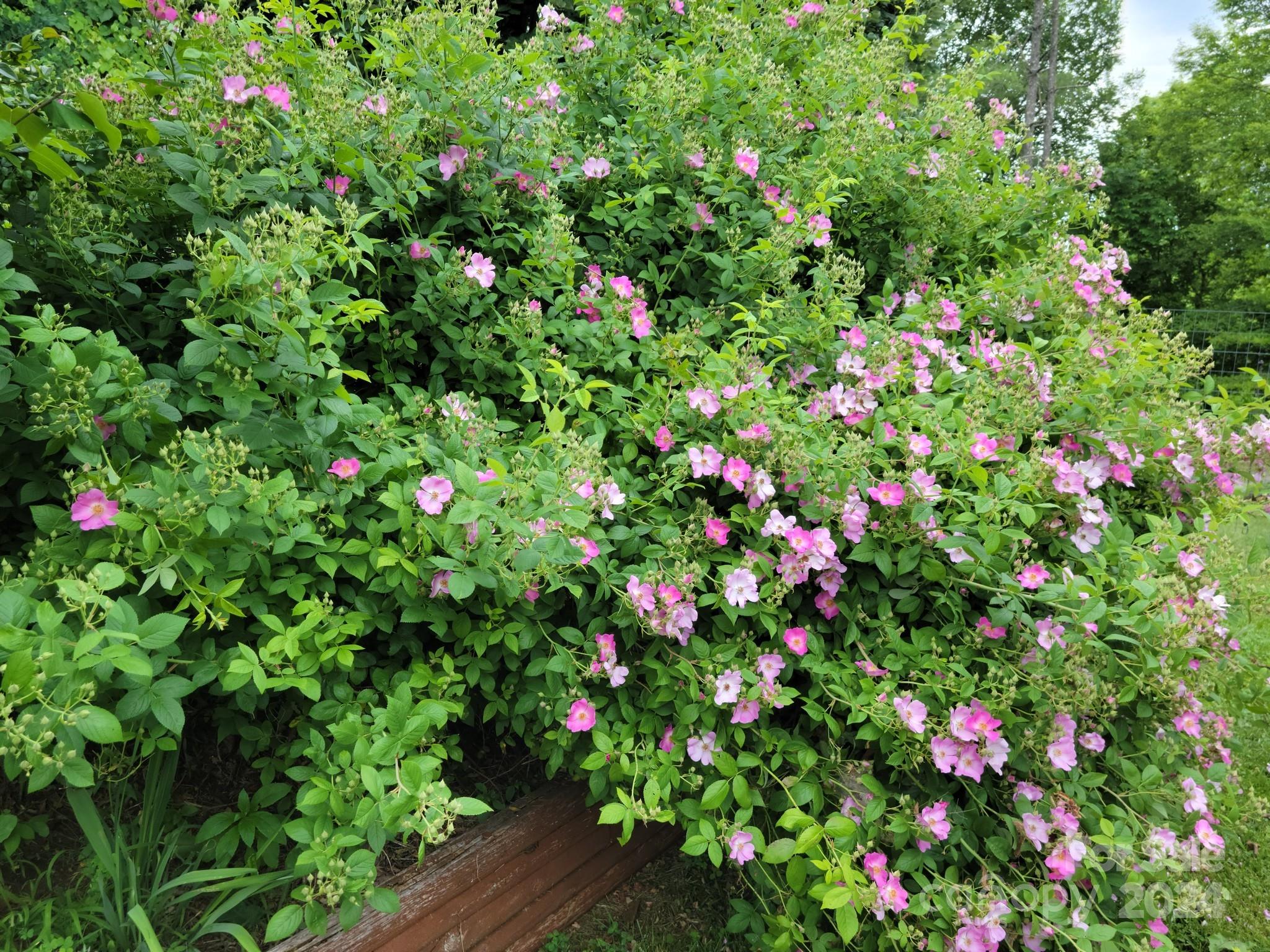 MLS #CAR4111505 image #44