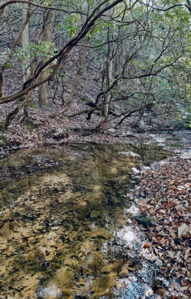 MLS #7669103 image #35