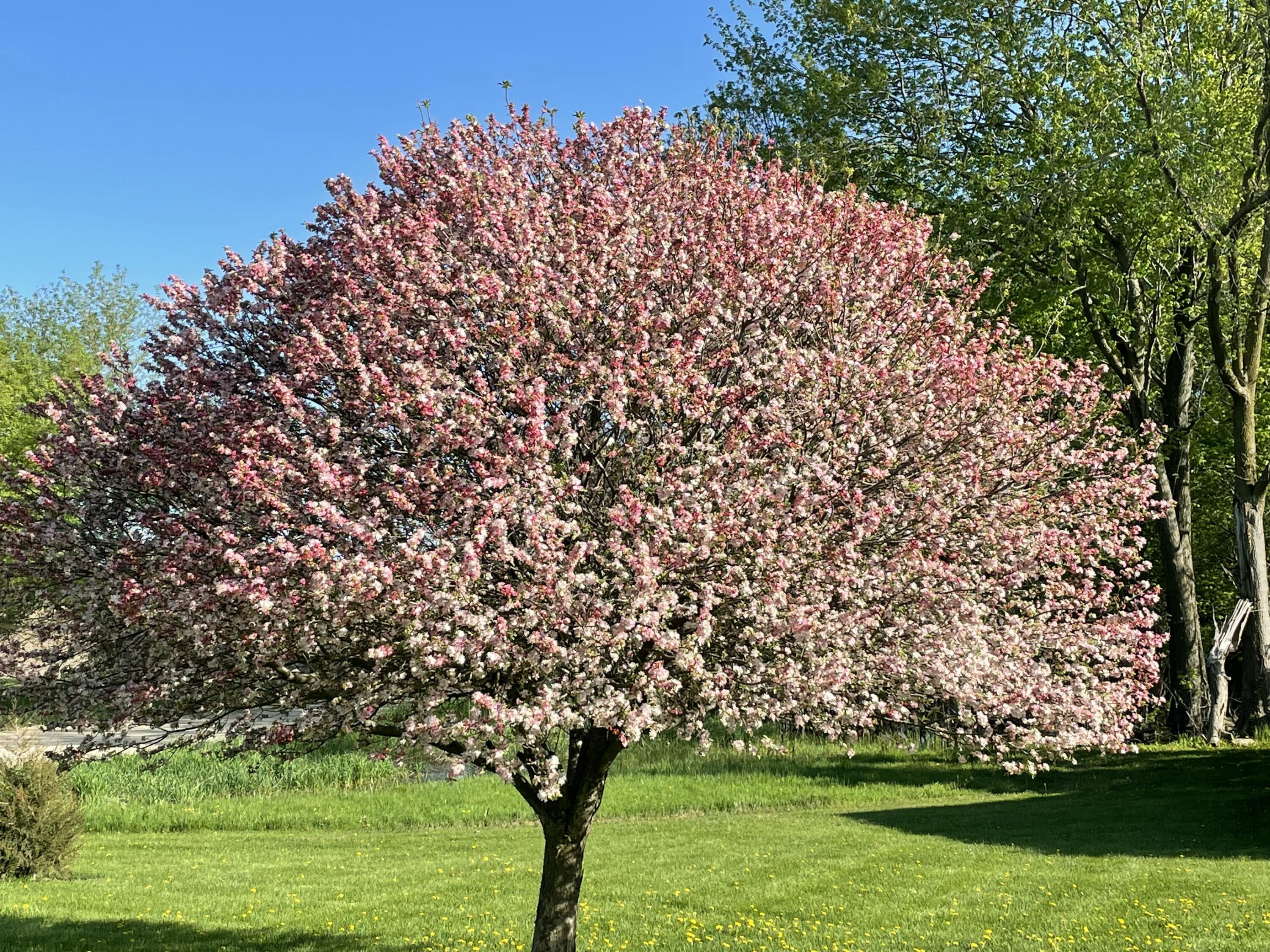 MLS #26009051 img 52