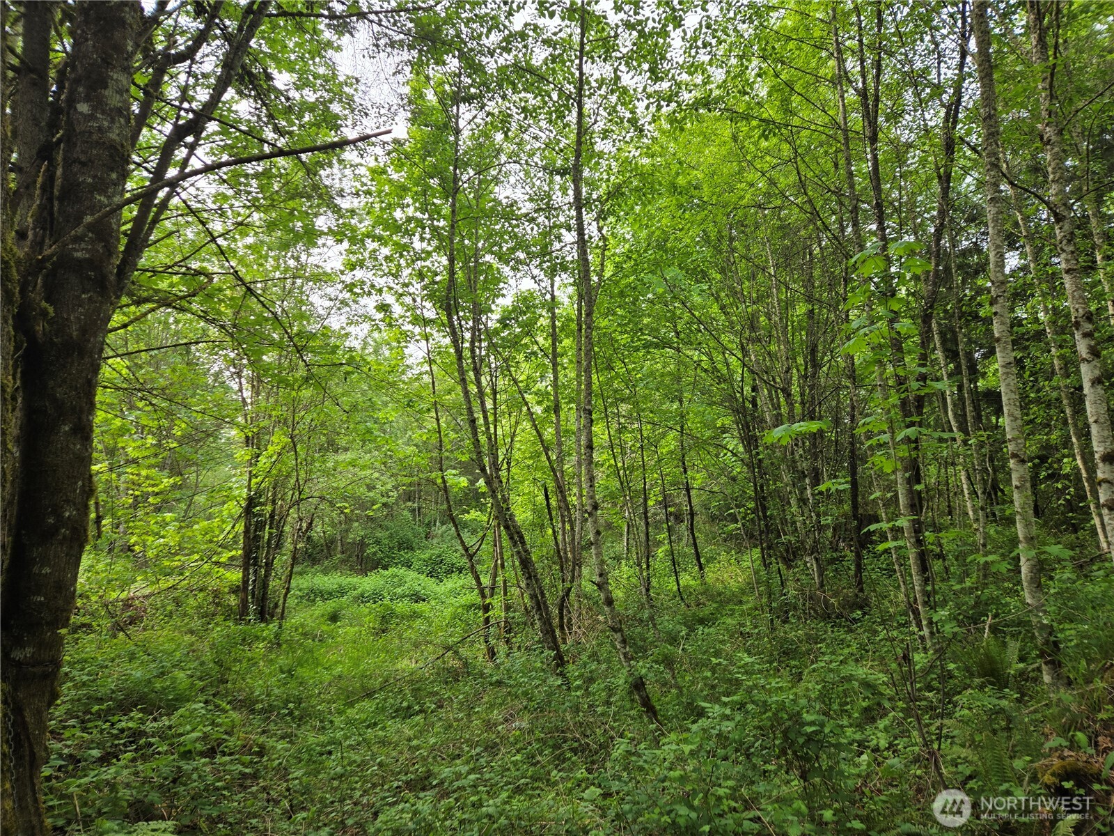 MLS #NWM2377337 image #5