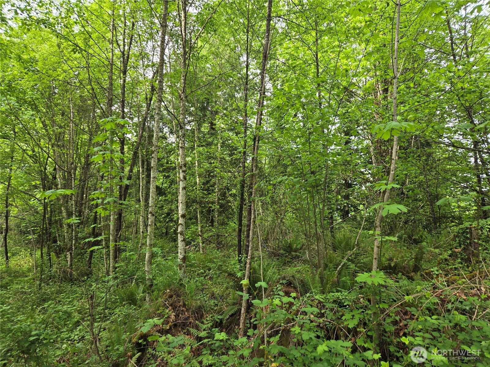 MLS #NWM2377337 image #6