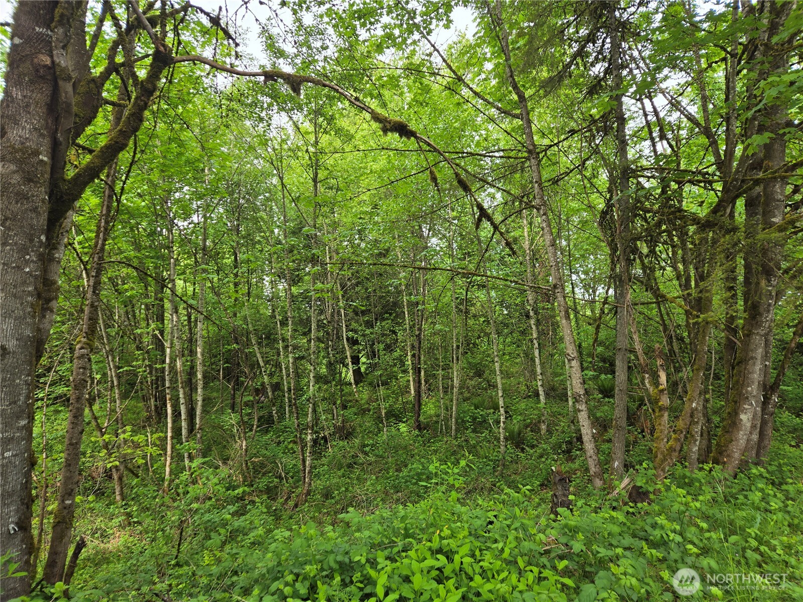 MLS #NWM2377337 image #8