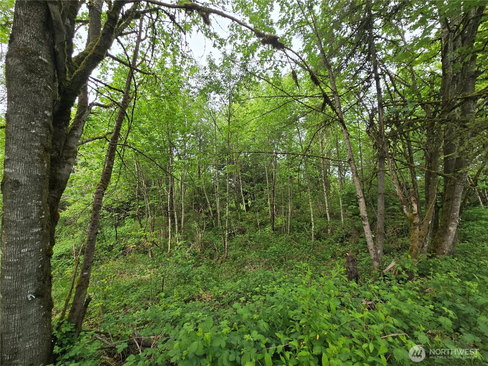 MLS #NWM2377337 image #9