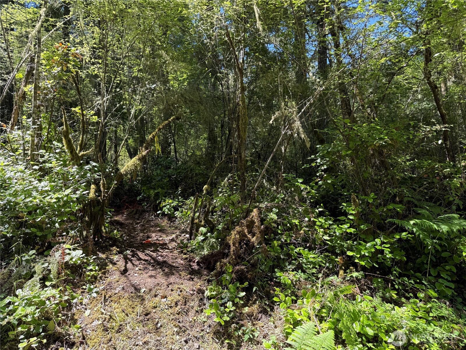 MLS #NWM2389981 image #12