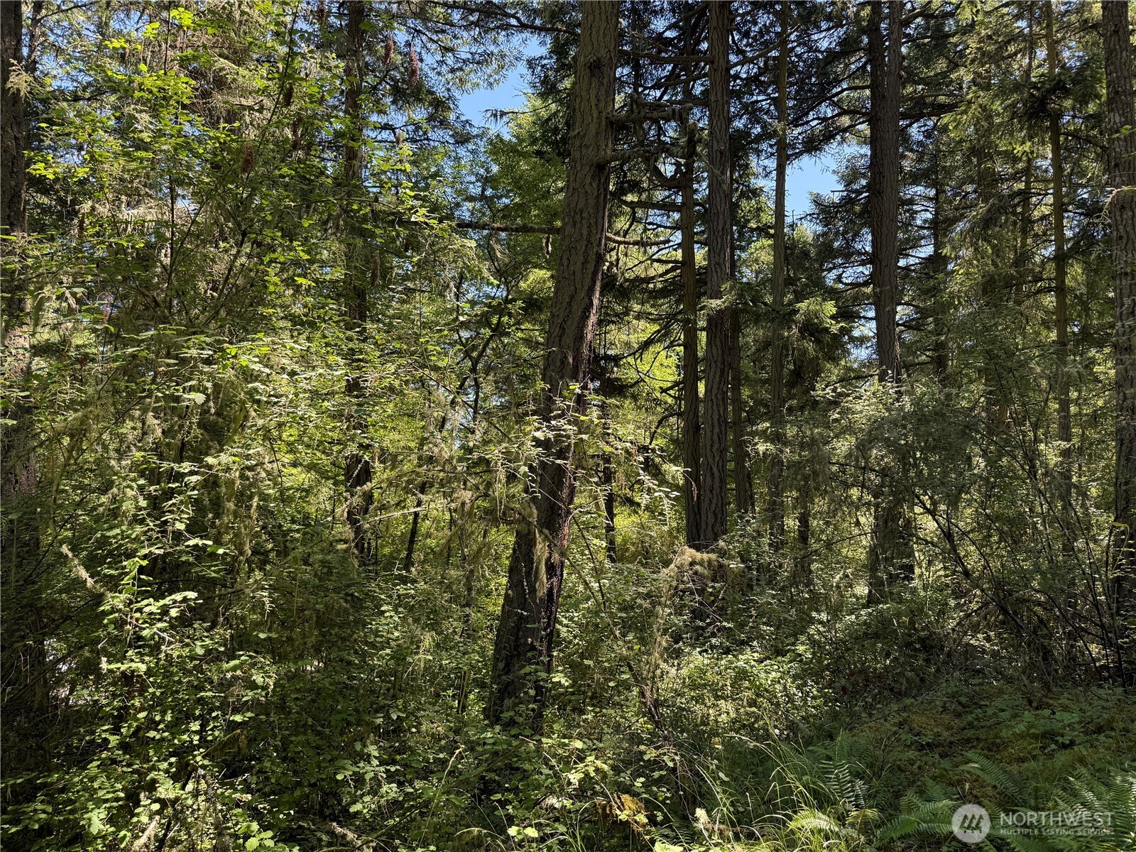 MLS #NWM2389981 image #4