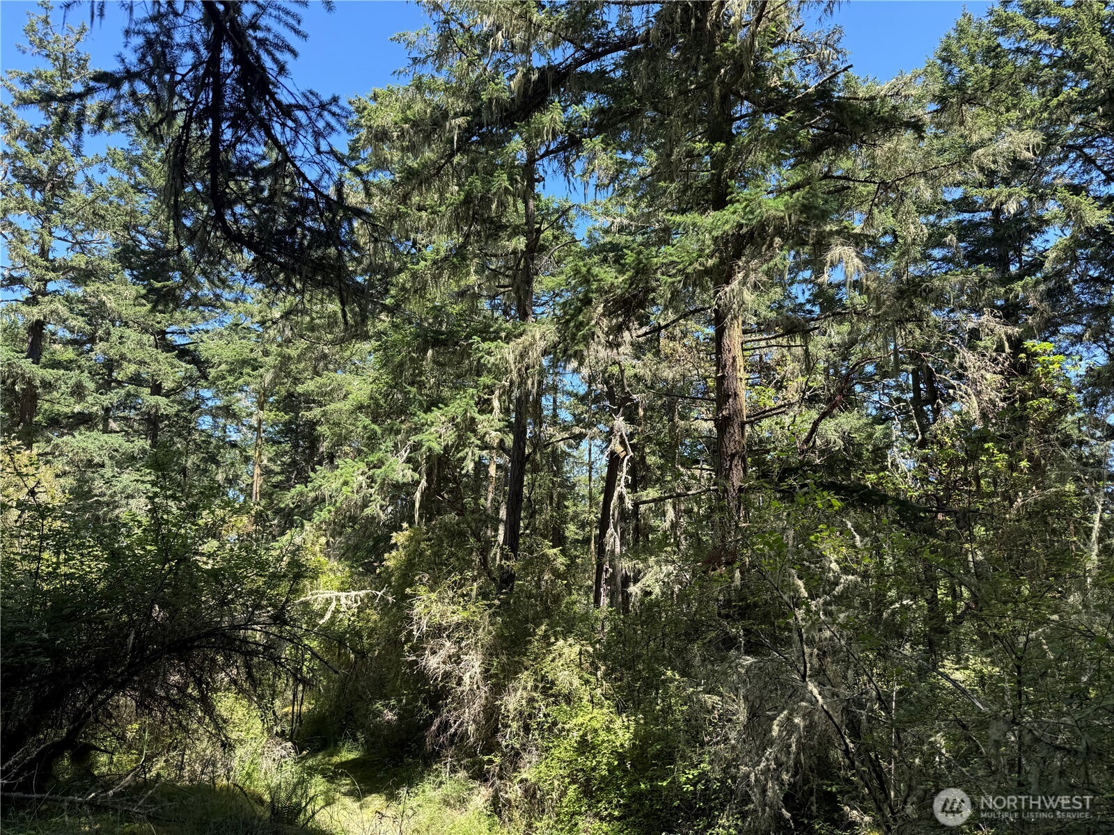 MLS #NWM2389981 image #5