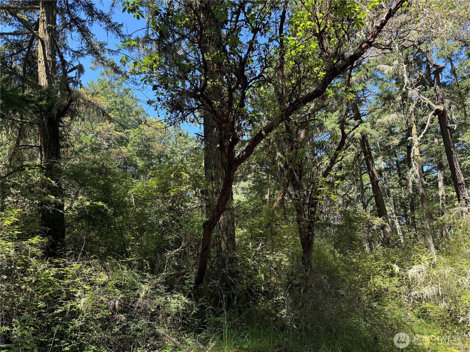 MLS #NWM2389981 image #6