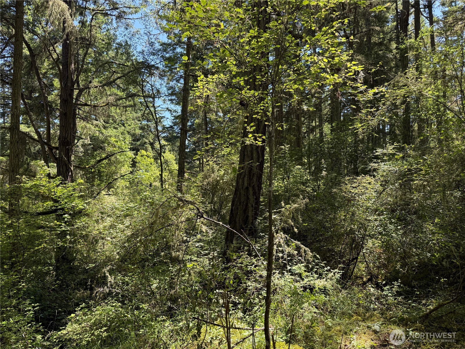 MLS #NWM2389981 image #7