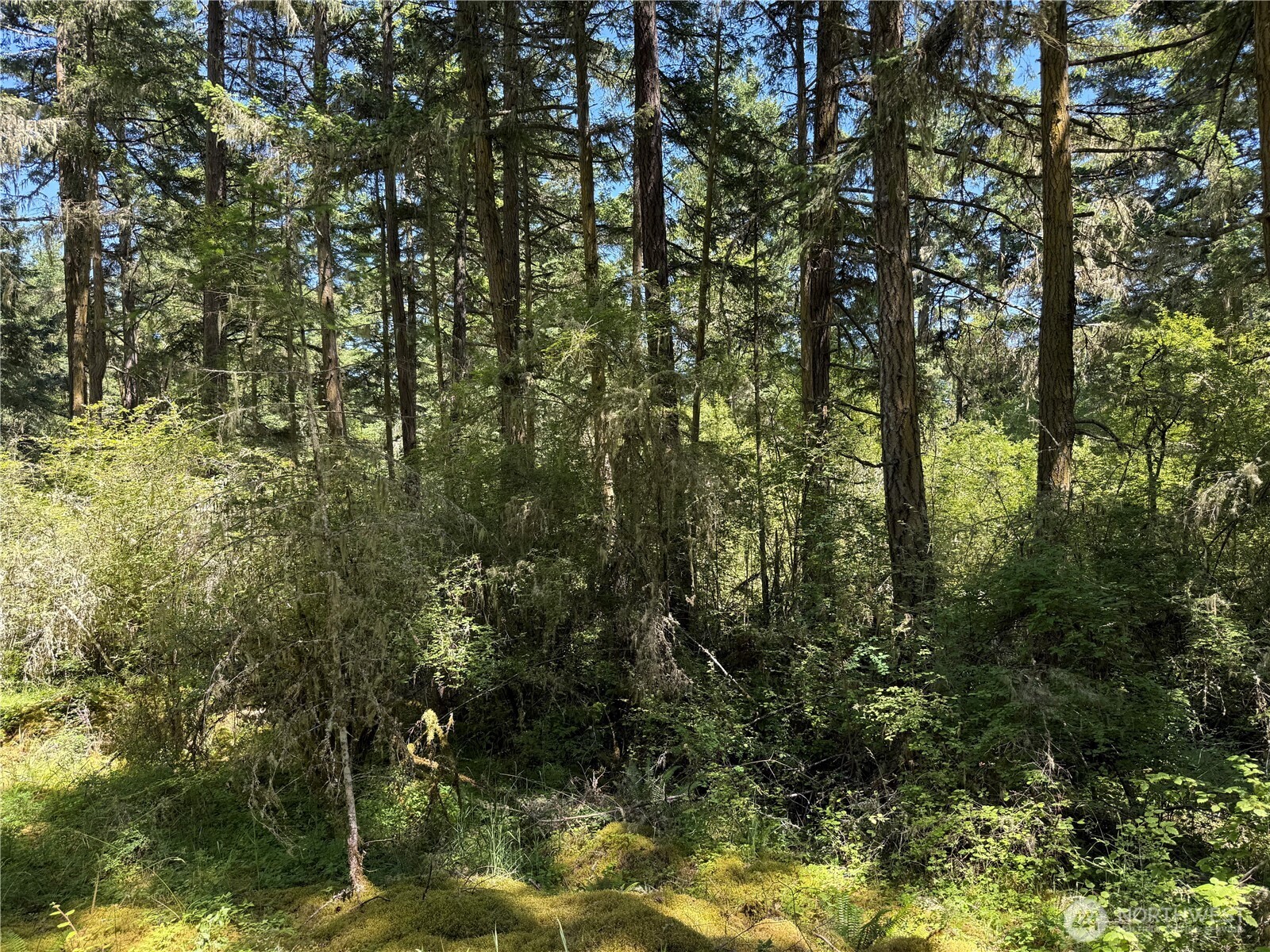 MLS #NWM2389981 image #9